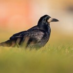 Polski ptak był kiedyś powszechny wszędzie. Teraz chcą jego ścisłej ochrony