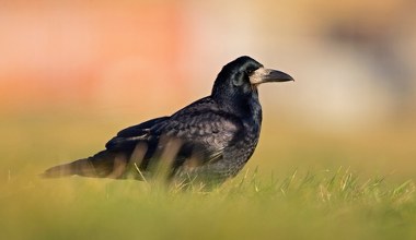 Polski ptak był kiedyś powszechny wszędzie. Teraz chcą jego ścisłej ochrony