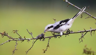 Polski ptak ma zaskakujący zwyczaj. Można się nieźle wystraszyć