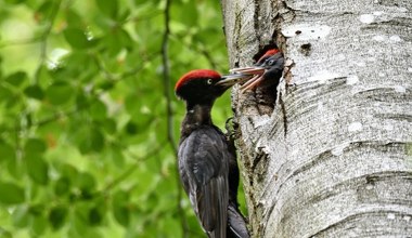 Polski ptak obraca drzewa w perzynę. Mówią o nim "demolka"