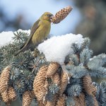 Polski ptak zdumiewa. Zakłada gniazdo w śniegu i składa jaja nawet zimą