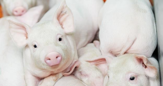 Polski rolnik musi rejestrować każdą świnię /&copy;123RF/PICSEL