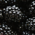 Polski superowoc. Nie doceniamy, choć ma wiele witamin i szerokie zastosowanie w kuchni