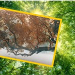 Polski wiąz walczy o tytuł Europejskiego Drzewa Roku