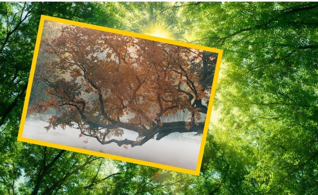 Polski wiąz walczy o tytuł Europejskiego Drzewa Roku