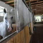 Polskie araby mają swoje święto w Janowie Podlaskim