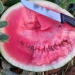 Polskie arbuzy pojawiły się na plantacjach! "To efekt upałów"