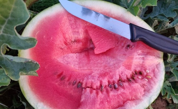 Polskie arbuzy pojawiły się na plantacjach! "To efekt upałów"
