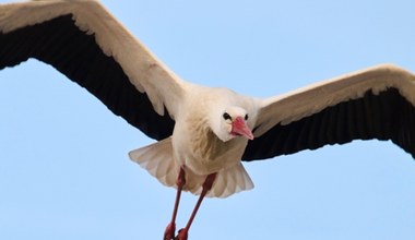 Polskie bociany podjęły nagłą decyzję. Przyspieszyły, najgorsze już za nimi