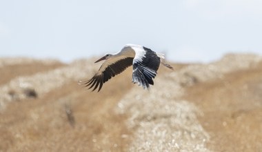 Polskie bociany poleciały do Afryki z kamerami i zniknęły. Co się stało?