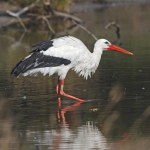 Polskie bociany robiły zdjęcia w Afryce. Udało się odkryć ich sekret