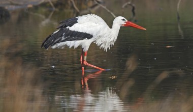 Polskie bociany robiły zdjęcia w Afryce. Udało się odkryć ich sekret