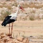 Polskie bociany utknęły w Afryce, sygnał się urwał. Są dwie możliwości