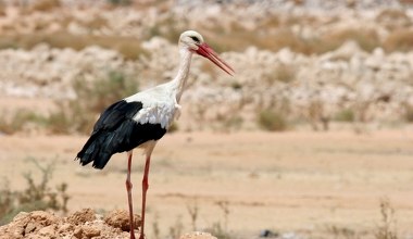 Polskie bociany utknęły w Afryce, sygnał się urwał. Są dwie możliwości