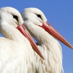 Polskie bociany zawiązały nietypowy sojusz. Razem jedzą padlinę