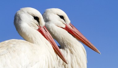 Polskie bociany zawiązały nietypowy sojusz. Razem jedzą padlinę
