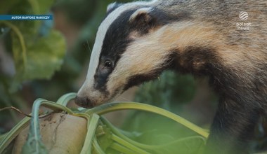 Polskie borsuki szykują się do zimy