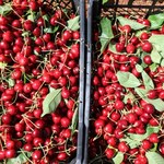 Polskie czereśnie pojawiły się na rynku. Ceny różnią się od zeszłorocznych