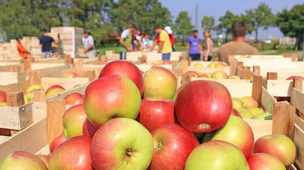 Polskie jabłka mają szansę podbić chiński rynek /&copy;123RF/PICSEL