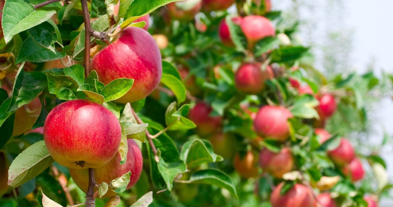 Polskie jabłka najdroższe na rynku unijnym /123RF/PICSEL