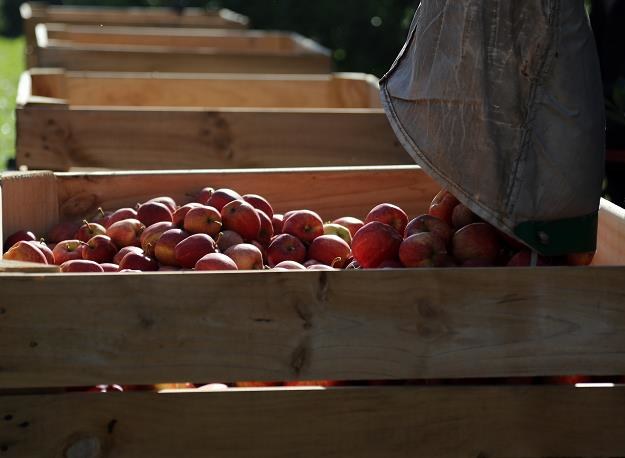 Polskie jabłka przed kanadyjską szansą... /Getty Images/Flash Press Media
