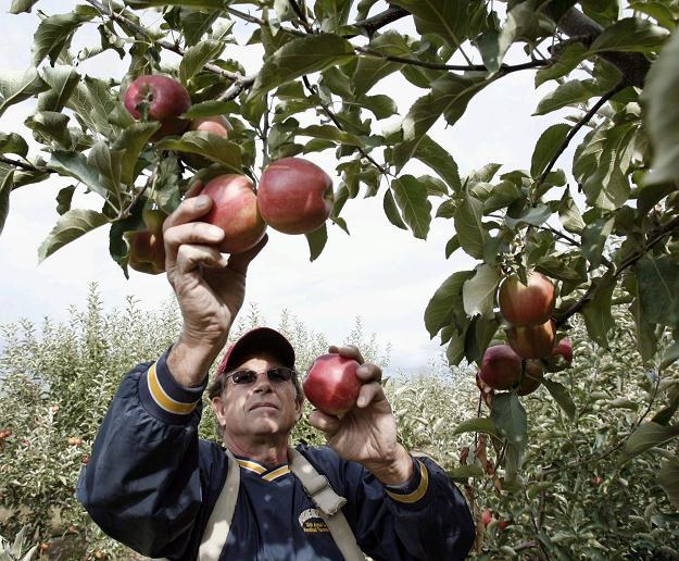 Polskie jabłka są smaczniejsze, bo jest u nas dobry klimat dla ich uprawy /AFP