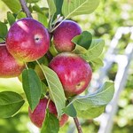 Polskie jabłka systematycznie drożeją