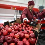 Polskie jabłka w Niemczech. Sadownicy skarżą się na dumpingowe ceny