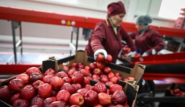Polskie jabłka w Niemczech. Sadownicy skarżą się na dumpingowe ceny