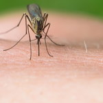 Polskie komary też przenoszą choroby. Czym mogą zarazić?