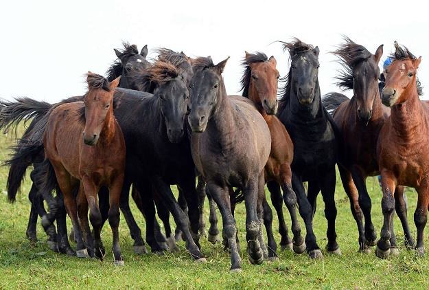 Polskie konie arabskie są chętnie kupowane /AFP