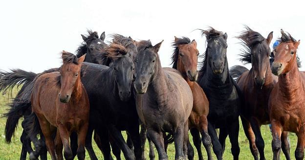 Polskie konie arabskie są chętnie kupowane /AFP