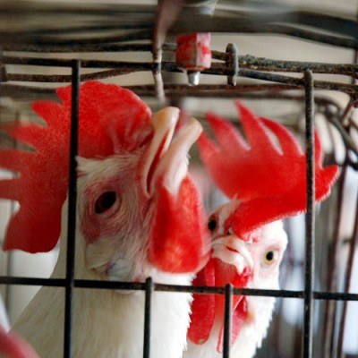 Polskie kurczaki zawalczą o koreański rynek /AFP