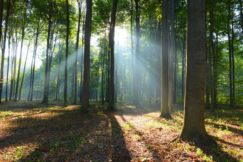 Polskie lasy coraz gorzej wypełniają swoją funkcję ochrony klimatu. /123RF/PICSEL