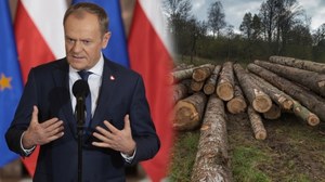 Polskie lasy i parki narodowe w 2024 roku. Nowy rząd ma ambitne plany