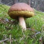 Polskie lasy wciąż zaskakują. Odkryto nowe, nieznane gatunki grzybów