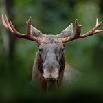 Polskie łosie giną. W miastach, na drogach, a nawet w środku lasu