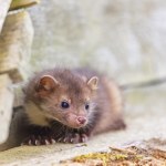 Polskie miasta są pełne zwierząt. Kogo można tu spotkać?