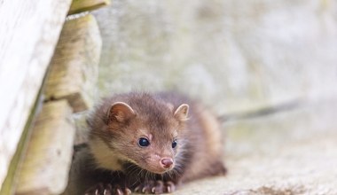Polskie miasta są pełne zwierząt. Kogo można tu spotkać?