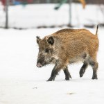 Polskie miasto zleci zabicie 100 dzików. "Decyzja jest ostateczna"