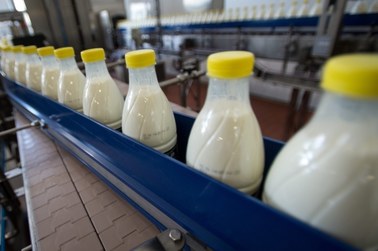 Polskie mleko płynie na Białoruś