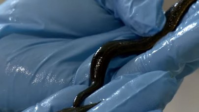 Polskie pijawki mogą podbić kosmos. "Fabryka związków chemicznych"