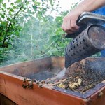 Polskie pszczelarstwo rośnie w siłę. Profesjonaliści szykują się do sezonu
