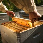 Polskie pszczoły dają za mało miodu. 24 tys. ton nie sprosta zapotrzebowaniu
