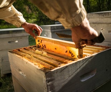 Polskie pszczoły dają za mało miodu. 24 tys. ton nie sprosta zapotrzebowaniu