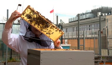 Polskie pszczoły mają duży problem. Zima zrobiła im krzywdę