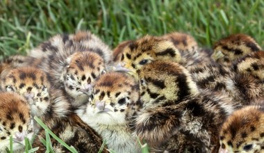 Polskie ptaki systematycznie znikają z krajobrazu. Kiedyś były całe stada