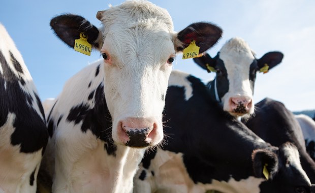 Polskie służby w gotowości. Powodem pryszczyca na Słowacji i Węgrzech