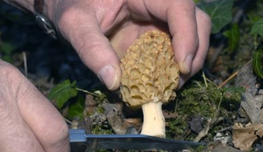 Polskie "trufle" są już w lasach. U nas zbierać ich nie wolno, w Czechach to legalne