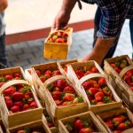 Polskie truskawki już na bazarach. Tyle trzeba za nie zapłacić